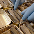 Hink Fisch Detailaufnahme